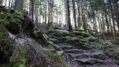 旅游路线dovbush小道风景如画的岩石徒步旅行小道森林山村亚列姆切秋天美丽的松森林阳光明媚的一天乌克兰喀尔巴阡山