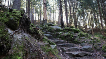 旅游路线dovbush<strong>小道</strong>风景如画的岩石徒步旅行<strong>小道</strong>森林山村亚列姆切秋天<strong>美丽</strong>的松森林阳光明媚的一天乌克兰喀尔巴阡山