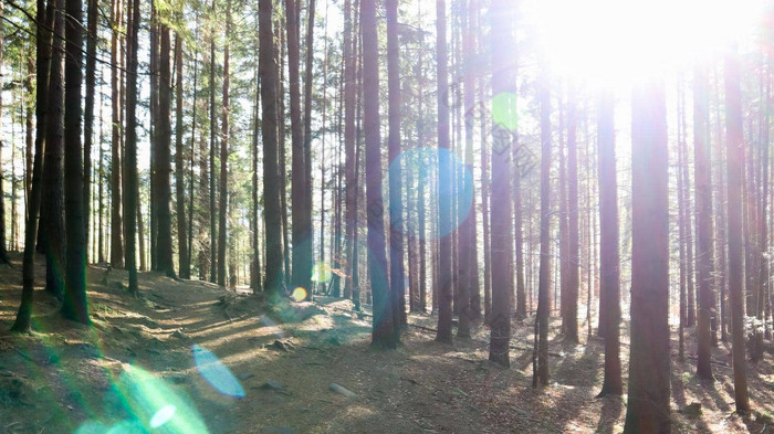 乌克兰喀尔巴阡山秋日松林徒步之旅