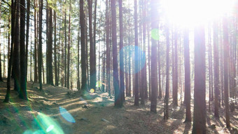 旅游路线dovbush<strong>小道</strong>风景如画的岩石徒步旅行<strong>小道</strong>森林山村亚列姆切秋天<strong>美丽</strong>的松森林阳光明媚的一天乌克兰喀尔巴阡山