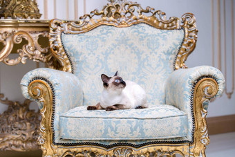 美丽的罕见的品种猫湄公河天空短尾猫女宠物猫尾巴坐在<strong>室内</strong>欧洲体系结构<strong>复古</strong>的古董别致的皇家扶手椅世纪凡尔赛宫巴洛克式的家具