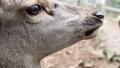 白尾鹿详细的特写镜头肖像鹿眼睛有蹄类动物反刍动物哺乳动物肖像勇敢的鹿
