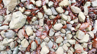 灰色的圆形的石头下降叶子特写镜头特写镜头色彩斑斓的石头地面干叶羊毛模式石头自然石头地板上