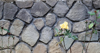白色玫瑰前面中世纪的石头<strong>墙</strong>美丽的对比背景复制空间花绿色叶子<strong>背景<strong>墙</strong></strong>栅栏自然石头花园
