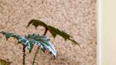 绿色室内植物特写镜头能墙植物叶子内部空白墙