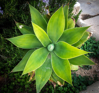 龙舌兰<strong>减弱</strong>植物自然对称宏植物