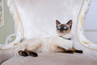 湄公河短尾猫成人猫女美丽的品种猫湄公河天空短尾猫宠物猫尾巴坐着别致的扶手椅复古的巴洛克式的椅子皇家法国室内猫坐着古董椅子