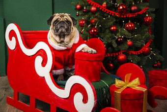 可爱的狗采取圣诞老人老人的地方手法