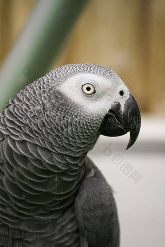 非洲灰色鹦鹉