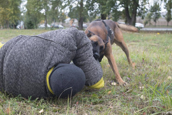 培训牧羊犬攻击狗咬受保护的手臂抛出教练