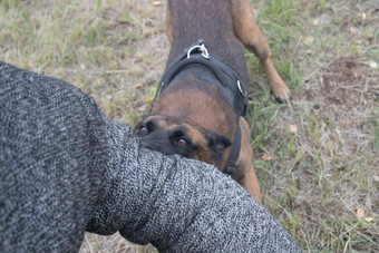 培训牧羊犬攻击狗咬教练受保护的手臂