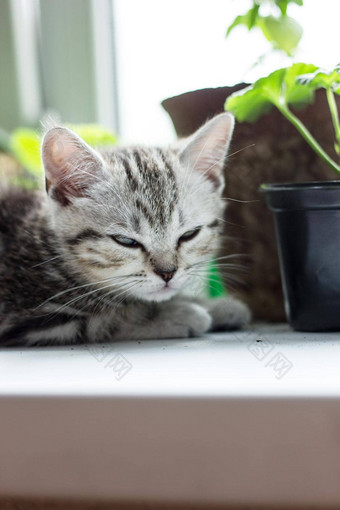 灰色小猫坐着白色表面首页植物