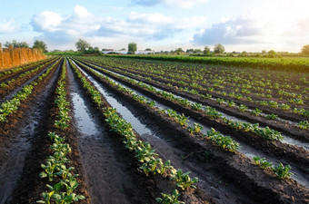 新鲜浇水土豆植物表面灌溉作物种植园农业农业综合企业日益增长的蔬菜在户外开放地面场农学<strong>湿润</strong>欧洲农业