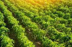 行种植园灌木保加利亚甜蜜的胡椒农业农业培养护理收获成长生产农业产品出售农田植物日益增长的