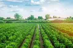种植园甜蜜的保加利亚贝尔胡椒农业农业培养护理收获成长生产农业产品出售农田植物日益增长的农学