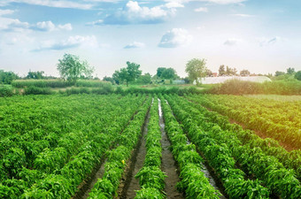 种植园甜蜜的保加利亚贝尔胡椒农业农业培<strong>养护</strong>理收获成长生产农业产品出售农田植物日益增长的农学