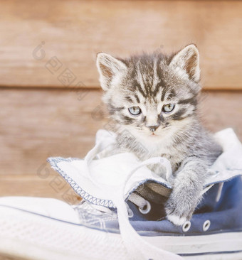 可爱的小猫坐着鞋