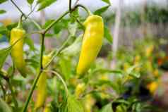 胡椒植物挂厨房花园国产胡椒蔬菜日益增长的
