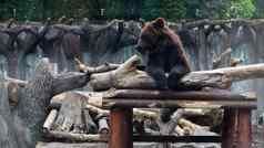 大沉思的棕色（的）熊坐着动物园玻璃马戏团动物坐在华丽的构成思考