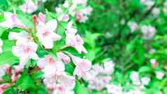 粉红色的杜鹃花花园特写镜头粉红色的杜鹃indicum花完整的布鲁姆