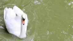 白色天鹅鸟属天鹅家庭鸭子白色羽毛夏天湖池塘