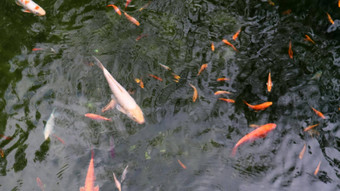 皇家鲤鱼池塘日本锦 鲤水前视图锦鲤鱼水神圣的鱼装饰驯养的鱼培育黑龙江亚种