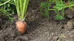 新鲜的成熟的有机胡萝卜花园大成熟的蔬菜地面胡萝卜蔬菜生长花园有机土壤背景特写镜头