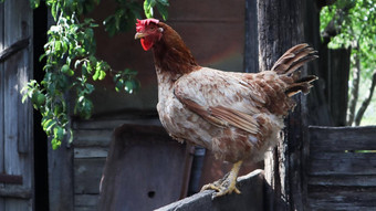 大红棕色铺设母鸡农村阳光明媚的一天色彩斑斓的夏天背景闲置的棕色（的）属于蛋类型鸡家禽繁殖鸡蛋生产