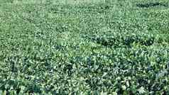 绿色成熟大豆场农业景观大豆种植园阳光明媚的一天