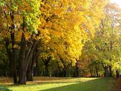 秋天公园枫木树黄色的绿色树叶阳光明媚的一天美丽的色彩斑斓的秋天公园