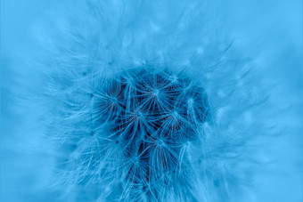 蓝色的蒲公英花种子关闭蒲公英花纹理模拟模板花背景时尚的横幅颜色一年