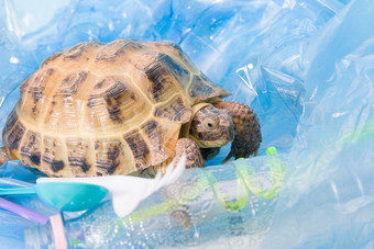 土地中央亚洲乌龟桩塑料浪费
