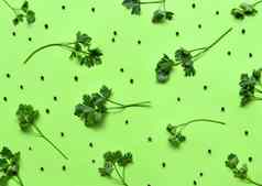 欧芹孤立的模式欧芹黑色的胡椒绿色背景多汁的明亮的绿色欧芹叶子草本植物平躺前视图