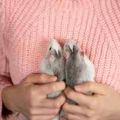 女孩粉红色的套衫整齐轻轻持有可爱的灰色的老鼠关闭