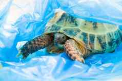乌龟蓝色的塑料袋污染地球概念动物死亡塑料环境保护概念