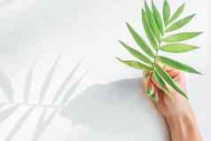 女人的手绿色修指甲持有棕榈植物叶