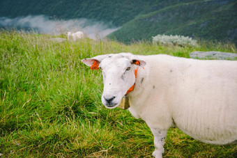 sheeps山农场多云的一天挪威景观羊放牧谷羊山顶挪威生态繁殖羊吃黄杨木同样羊放牧牧场山