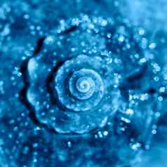 海壳牌关闭前视图深焦点螺旋卷曲的壳牌纹理横幅颜色一年经典蓝色的
