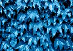 经典蓝色的背景新鲜的叶子艾薇叶子墙自然背景模拟复制空间