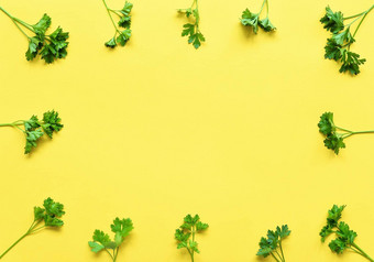 欧芹孤立的框架欧芹黄色的背景多汁的明亮的绿色欧芹叶子草本植物平躺前视图叶子框架