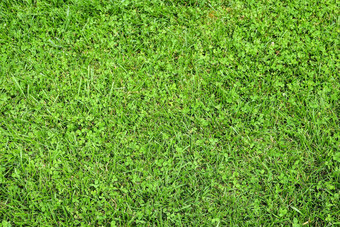 明亮的绿色草背景前视图新鲜的绿色草场绿色草纹理打印网络海报横幅有机纹理