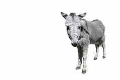 有趣的毛茸茸的灰色的驴站相机