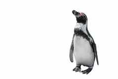 有趣的站企鹅完整的长度孤立的白色
