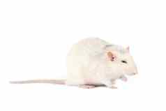 有趣的脂肪光灰色的老鼠长尾巴孤立的白色背景
