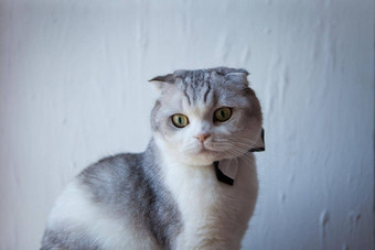 苏格兰褶皱猫领结绅士白色背景