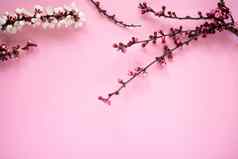 用钉子钉上花开花粉红色的背景春最小的概念女人的一天母亲一天复活节自然背景孤立的平躺复制空间
