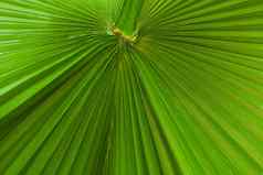 新鲜的绿色热带棕榈叶关闭表面纹理图像背景图像绿色棕榈树叶纹理条纹