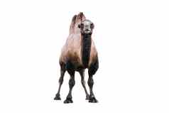 大夏的骆驼孤立的白色大夏的骆驼Camelusbactrianus大而得名有蹄的本地的大草原蒙古