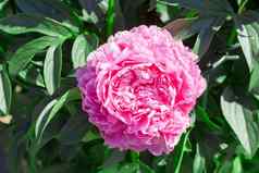粉红色的牡丹花花园夏天时间美丽的牡丹背景古董风格特写镜头
