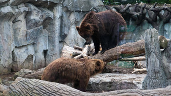 大沉思的棕色（的）熊坐着动物园玻璃马戏团动物坐在华丽的构成思考